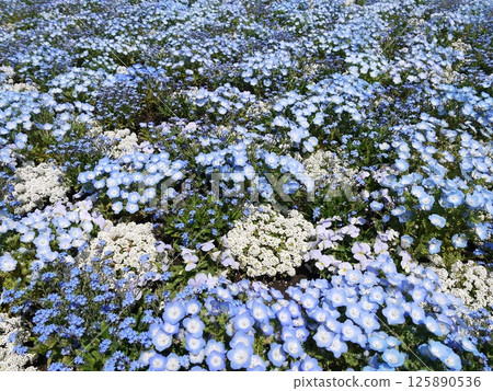 藍色 nemophila 領域 藍色 nemophila 領域 125890536