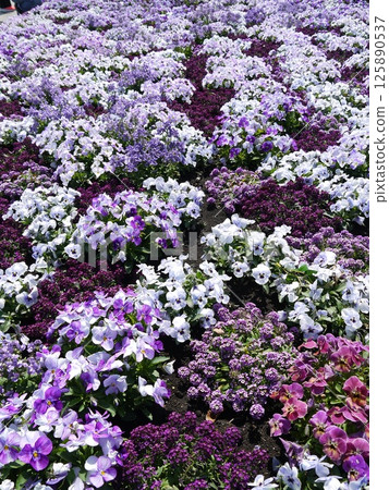 紫色花園 紫色花園 125890537