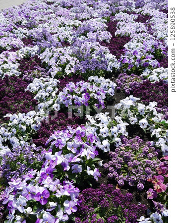Beautiful flower field Beautiful flower field 125890538
