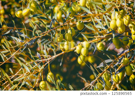 Olive branches with green olives. Nature background 125890565