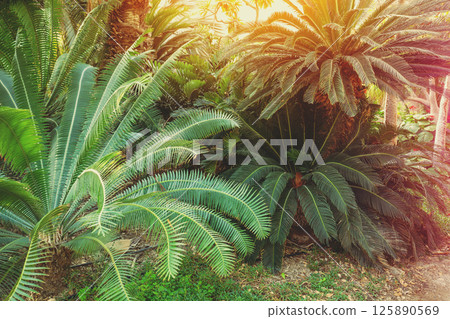 Palm trees in a desert oasis. Kibbutz Ein Gedi, Israel Palm trees in a desert oasis. Kibbutz Ein Gedi, Israel 125890569