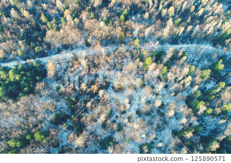 Mediterranean pine trees and trees without leaves background. Top view 125890571
