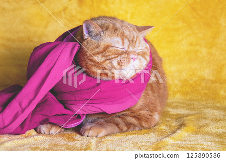 Portrait of a red cat, wearing the scarf, sleeping on a yellow soft blanket Portrait of a red cat, wearing the scarf, sleeping on a yellow soft blanket 125890586