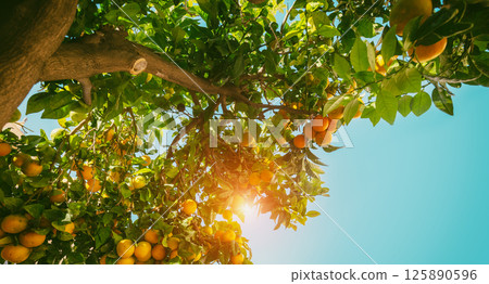 Branches with ripe oranges against blue sky 125890596