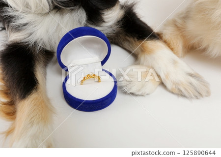 兩隻可愛的吉娃娃在結婚戒指前排成一排 兩隻可愛的吉娃娃在結婚戒指前排成一排 125890644