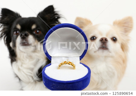 Two adorable Chihuahuas lined up in front of wedding rings Two adorable Chihuahuas lined up in front of wedding rings 125890654