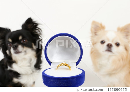 Two adorable Chihuahuas lined up in front of wedding rings Two adorable Chihuahuas lined up in front of wedding rings 125890655