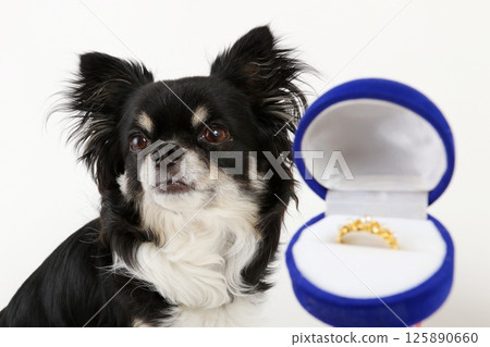A cute Chihuahua in front of a wedding ring A cute Chihuahua in front of a wedding ring 125890660