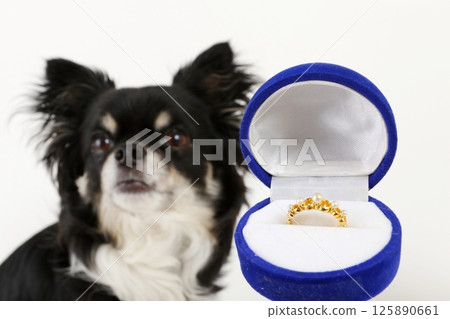 A cute Chihuahua in front of a wedding ring A cute Chihuahua in front of a wedding ring 125890661