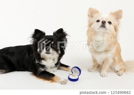 Two adorable Chihuahuas lined up in front of wedding rings Two adorable Chihuahuas lined up in front of wedding rings 125890662