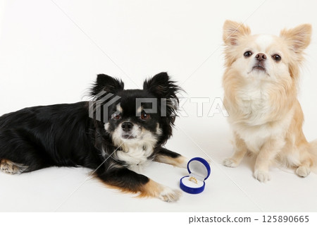 Two adorable Chihuahuas lined up in front of wedding rings Two adorable Chihuahuas lined up in front of wedding rings 125890665