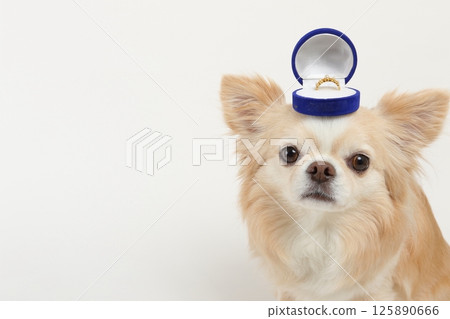 Adorable Chihuahua with wedding ring on his head Adorable Chihuahua with wedding ring on his head 125890666