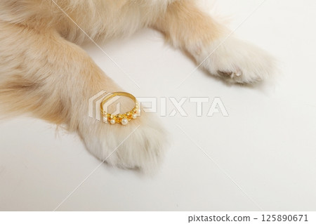Chihuahua holding a wedding ring on his hand Chihuahua holding a wedding ring on his hand 125890671
