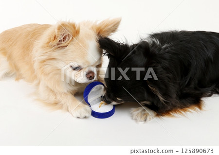 Two adorable Chihuahuas lined up in front of wedding rings Two adorable Chihuahuas lined up in front of wedding rings 125890673
