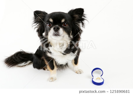 A cute Chihuahua in front of a wedding ring 125890681
