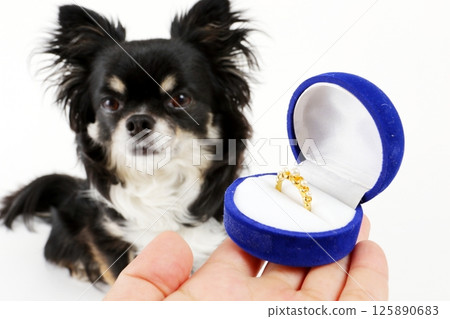 A cute Chihuahua in front of a wedding ring A cute Chihuahua in front of a wedding ring 125890683