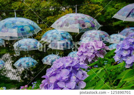 京都長岡京的柳谷ya農農中谷寺初夏區照片 京都長岡京的柳谷ya農農中谷寺初夏區照片 125890701