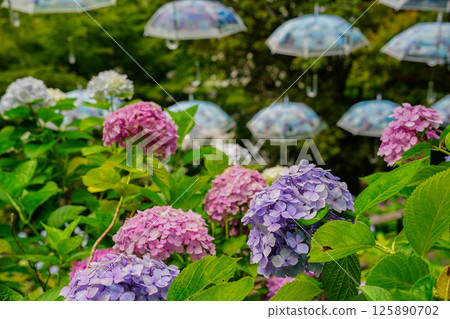 Photograph of the precincts of the early summer of Yanagaya Kannon Nakuyaji, Nagaokakyo, Kyoto Photograph of the precincts of the early summer of Yanagaya Kannon Nakuyaji, Nagaokakyo, Kyoto 125890702