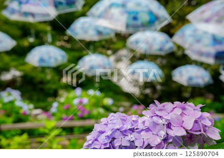 Photograph of the precincts of the early summer of Yanagaya Kannon Nakuyaji, Nagaokakyo, Kyoto 125890704