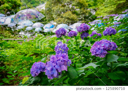 京都長岡京的柳谷ya農農中谷寺初夏區照片 京都長岡京的柳谷ya農農中谷寺初夏區照片 125890710