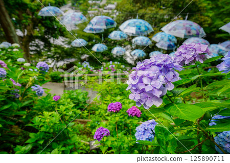 京都長岡京的柳谷ya農農中谷寺初夏區照片 京都長岡京的柳谷ya農農中谷寺初夏區照片 125890711