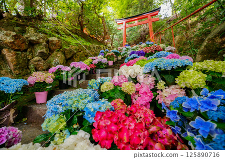 京都長岡京的柳谷ya農農中谷寺初夏區照片 京都長岡京的柳谷ya農農中谷寺初夏區照片 125890716