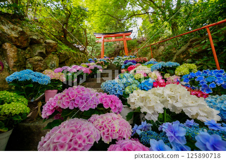 Photograph of the precincts of the early summer of Yanagaya Kannon Nakuyaji, Nagaokakyo, Kyoto 125890718