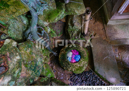 京都長岡京的柳谷ya農農中谷寺初夏區照片 京都長岡京的柳谷ya農農中谷寺初夏區照片 125890721