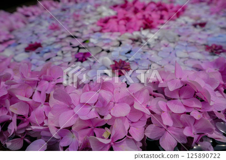 京都長岡京的柳谷ya農農中谷寺初夏區照片 京都長岡京的柳谷ya農農中谷寺初夏區照片 125890722