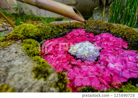 京都長岡京的柳谷ya農農中谷寺初夏區照片 京都長岡京的柳谷ya農農中谷寺初夏區照片 125890728