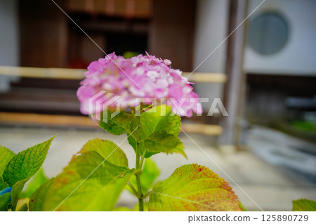 京都長岡京的柳谷ya農農中谷寺初夏區照片 京都長岡京的柳谷ya農農中谷寺初夏區照片 125890729