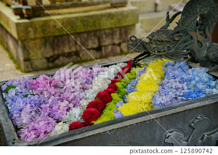 京都長岡京的柳谷ya農農中谷寺初夏區照片 京都長岡京的柳谷ya農農中谷寺初夏區照片 125890742