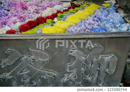 京都長岡京的柳谷ya農農中谷寺初夏區照片 京都長岡京的柳谷ya農農中谷寺初夏區照片 125890744