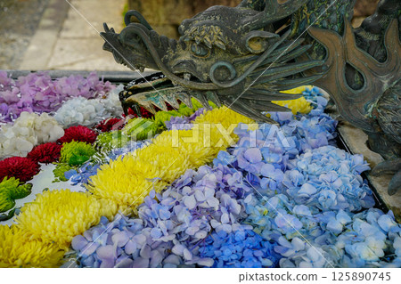 京都長岡京的柳谷ya農農中谷寺初夏區照片 京都長岡京的柳谷ya農農中谷寺初夏區照片 125890745