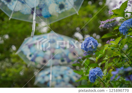 京都長岡京的柳谷ya農農中谷寺初夏區照片 京都長岡京的柳谷ya農農中谷寺初夏區照片 125890770