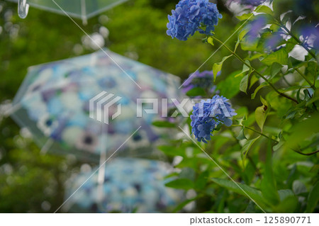 京都長岡京的柳谷ya農農中谷寺初夏區照片 京都長岡京的柳谷ya農農中谷寺初夏區照片 125890771