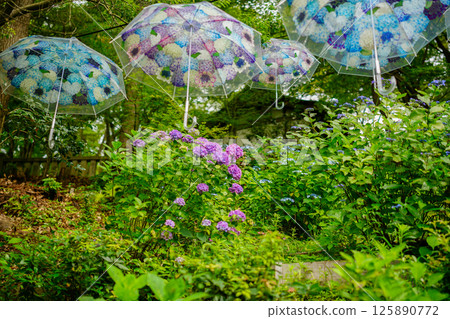 京都長岡京的柳谷ya農農中谷寺初夏區照片 京都長岡京的柳谷ya農農中谷寺初夏區照片 125890772