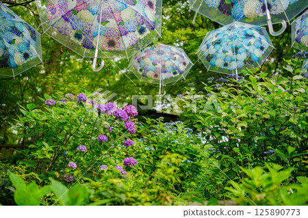 京都長岡京的柳谷ya農農中谷寺初夏區照片 京都長岡京的柳谷ya農農中谷寺初夏區照片 125890773