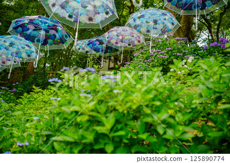 京都長岡京的柳谷ya農農中谷寺初夏區照片 京都長岡京的柳谷ya農農中谷寺初夏區照片 125890774