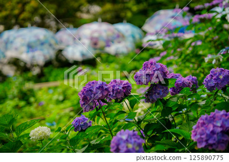 京都長岡京的柳谷ya農農中谷寺初夏區照片 京都長岡京的柳谷ya農農中谷寺初夏區照片 125890775