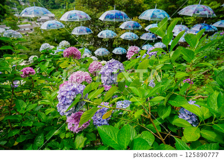 京都長岡京的柳谷ya農農中谷寺初夏區照片 京都長岡京的柳谷ya農農中谷寺初夏區照片 125890777