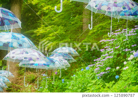 京都長岡京的柳谷ya農農中谷寺初夏區照片 京都長岡京的柳谷ya農農中谷寺初夏區照片 125890787