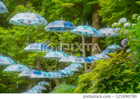 京都長岡京的柳谷ya農農中谷寺初夏區照片 京都長岡京的柳谷ya農農中谷寺初夏區照片 125890790