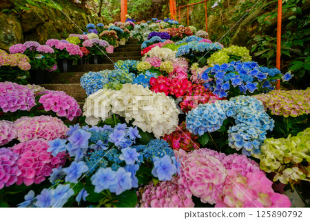 京都長岡京的柳谷ya農農中谷寺初夏區照片 京都長岡京的柳谷ya農農中谷寺初夏區照片 125890792