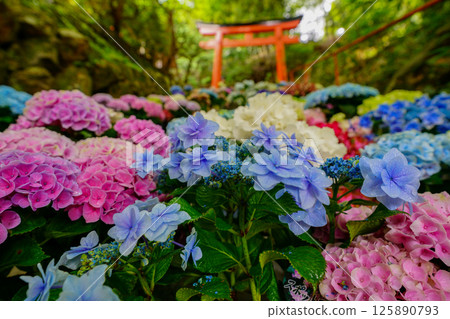 京都長岡京的柳谷ya農農中谷寺初夏區照片 京都長岡京的柳谷ya農農中谷寺初夏區照片 125890793