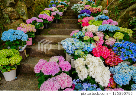 京都長岡京的柳谷ya農農中谷寺初夏區照片 京都長岡京的柳谷ya農農中谷寺初夏區照片 125890795