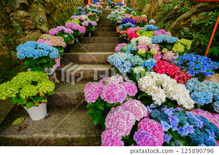 京都長岡京的柳谷ya農農中谷寺初夏區照片 京都長岡京的柳谷ya農農中谷寺初夏區照片 125890796