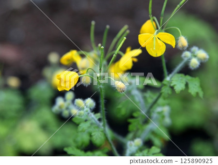 Xasanow黃色花 125890925