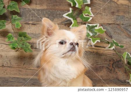 木質背景下的吉娃娃優雅側面肖像 125890957