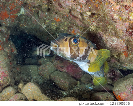 Giant porcupinefish in an underwater cave. Hirizohama Nakagi Minamiizu Town Izu Peninsula Shizuoka Prefecture 2024 125890966